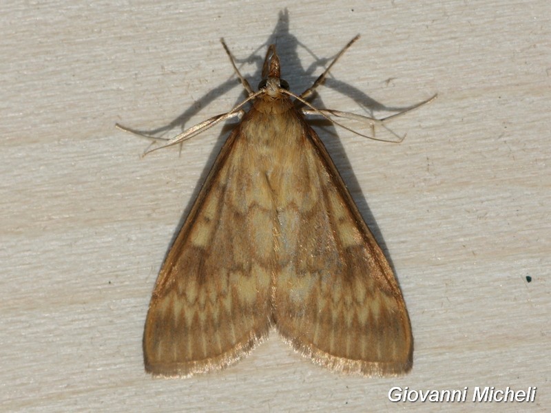 Ecpyrrhorrhoe rubiginalis od Ostrinia nubilalis? O. nubilalis, Crambidae